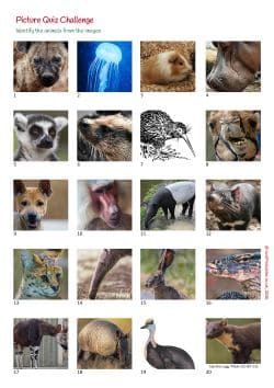 Printable Picture Quiz Sheet Preview