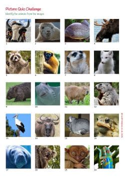 Printable Picture Quiz Sheet Preview