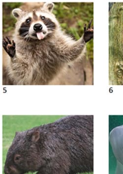 Printable animal picture quiz PDF preview