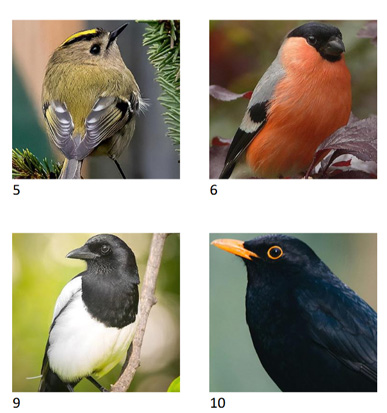 Printable birds picture quiz PDF preview showing 20 bird identification images