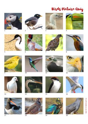 Printable Picture Quiz Sheet Preview