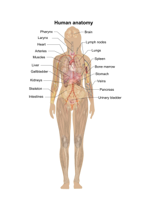 Female anatomy diagram