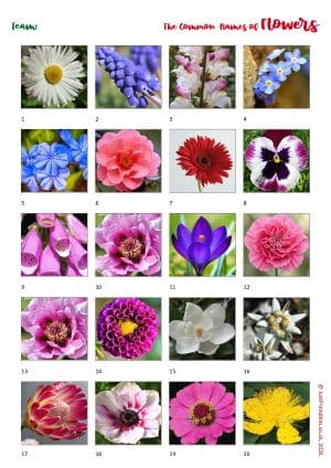 Printable Picture Quiz Sheet Preview