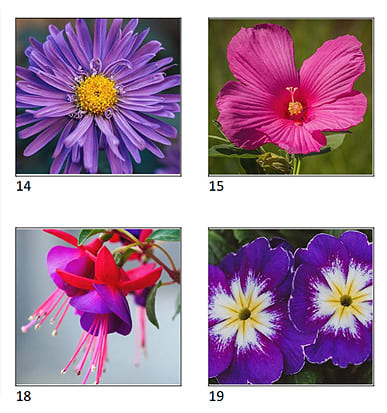 Printable flower picture quiz PDF preview