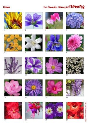 Printable Picture Quiz Sheet Preview