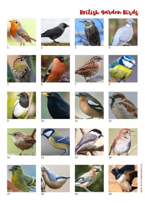 Printable Picture Quiz Sheet Preview