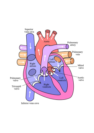 Heart diagram