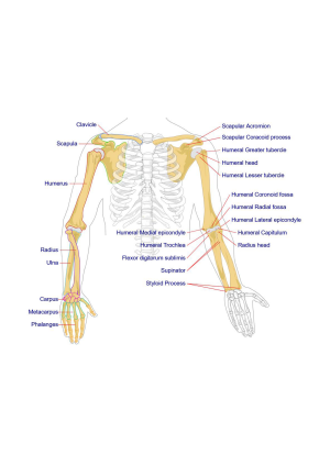 Skeleton arms bones diagram