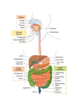 Digestive system diagram