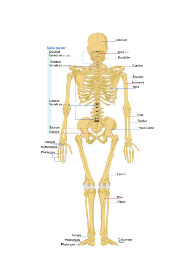 Unlabelled skeleton diagram preview