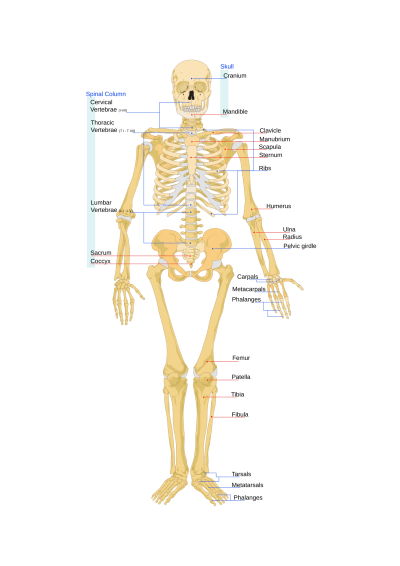 Printable human skeleton diagram preview