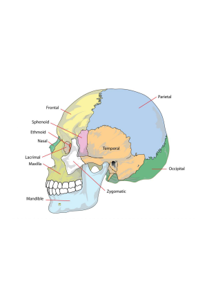 Skeleton skull diagram