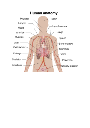 Internal organs diagram preview