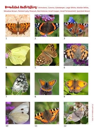 Printable Picture Quiz Sheet Preview