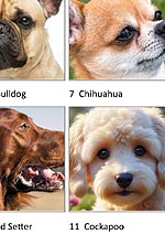 Picture Quiz Answer Sheet Preview